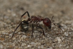 Camponotus sericeus