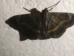Lamprosema