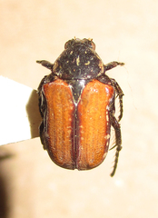 Elaphinis latecostata