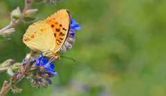 Argynnis adippe cleodoxa