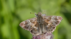 Muschampia floccifera