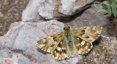 Muschampia lavatherae