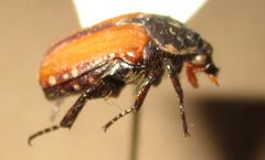 Elaphinis latecostata