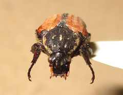 Elaphinis latecostata