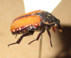 Elaphinis latecostata