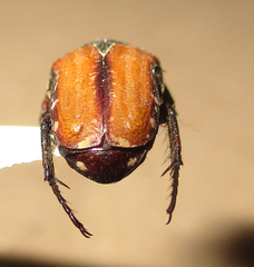 Elaphinis latecostata