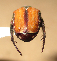 Elaphinis latecostata