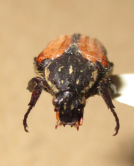 Elaphinis latecostata