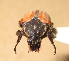 Elaphinis latecostata