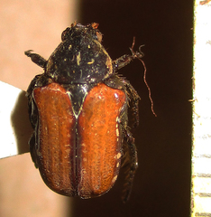 Elaphinis latecostata
