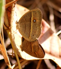 Brakefieldia perspicua perspicua