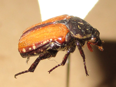 Elaphinis latecostata