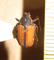 Elaphinis latecostata