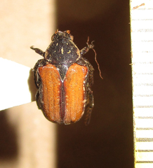 Elaphinis latecostata