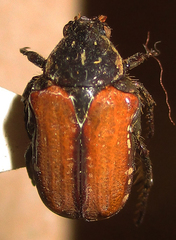 Elaphinis latecostata