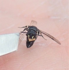 Hylaeus annulatus