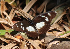 Pseudacraea lucretia