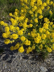 Aurinia saxatilis