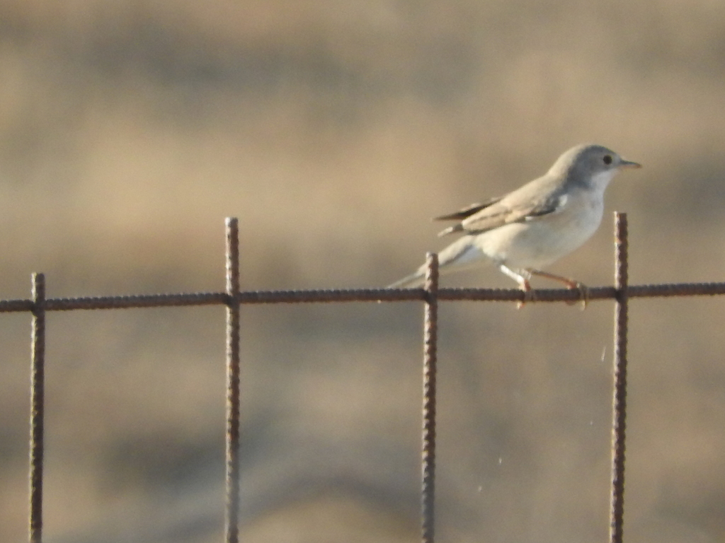 Subalpine Warbler