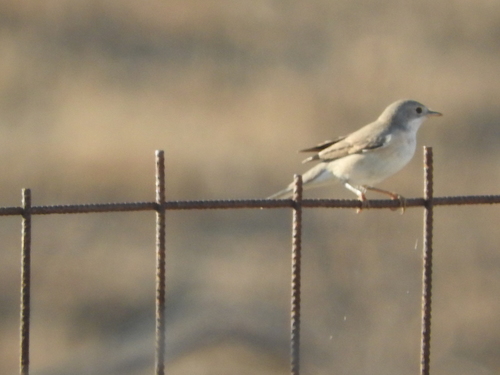 Subalpine Warbler