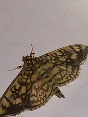 Pantographa