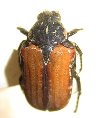 Elaphinis latecostata