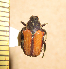 Elaphinis latecostata