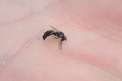 Hylaeus annulatus