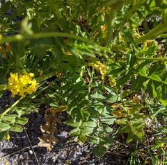 Aurinia saxatilis