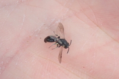Hylaeus annulatus
