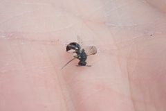Hylaeus annulatus