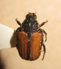 Elaphinis latecostata