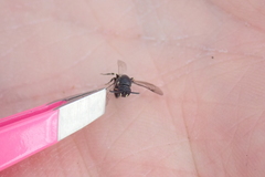 Hylaeus annulatus