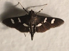 Desmia ploralis