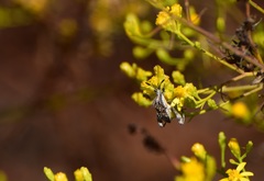 Merocoris
