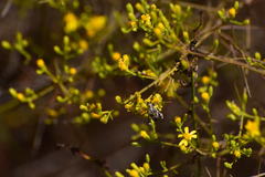 Merocoris
