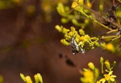 Merocoris
