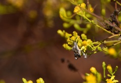 Merocoris