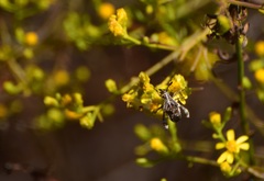 Merocoris