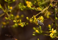 Merocoris