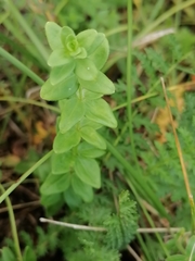 Cruciata glabra krylovii