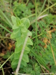 Cruciata glabra krylovii