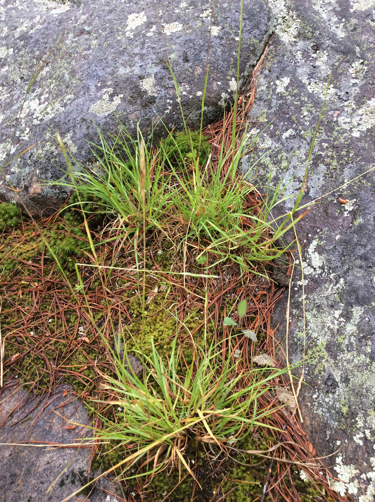 Poverty oatgrass