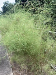 Muhlenbergia dumosa