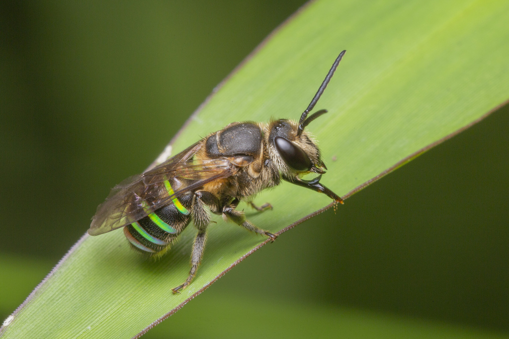 Striped Nomia