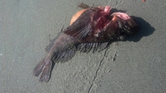 Hemitripterus americanus