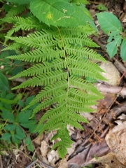 Dennstaedtia punctilobula