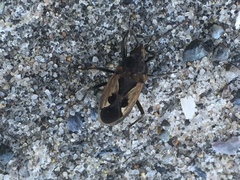 Rhyparochromus