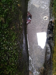 Pachygrapsus crassipes