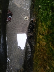 Pachygrapsus crassipes